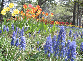 日本學員心得 - 札幌圓山公園