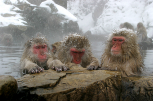 snow monkey-日本留遊學最新消息