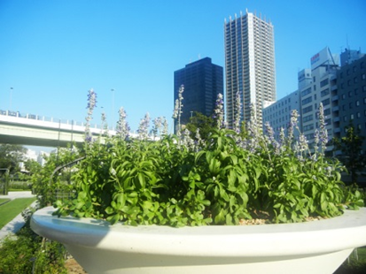 日本留學心得 中之島公園