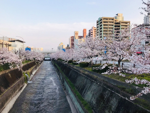 日本留遊學gogojapan - 櫻花盛開的日本街道